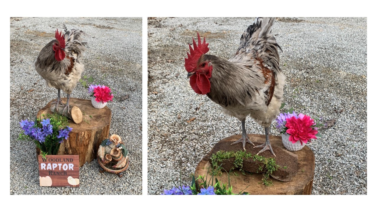 6+Jersey Giant Chicken Hatching Eggs| Splash| Blue| Blue&Blk Splash | Rare Taupe