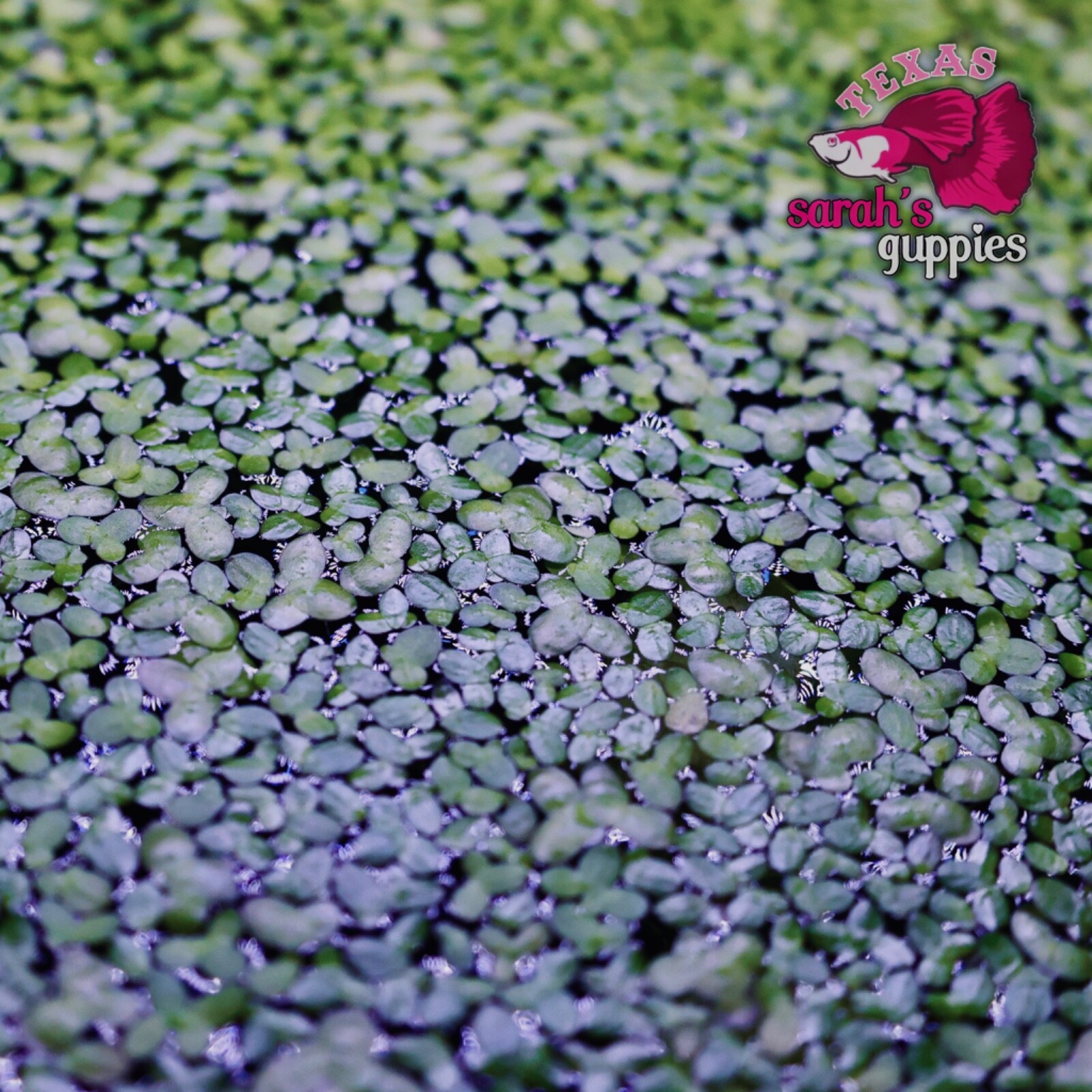 Handful Of Aquarium Tank Raised Live Duckweed: Turtle Aquatic Food