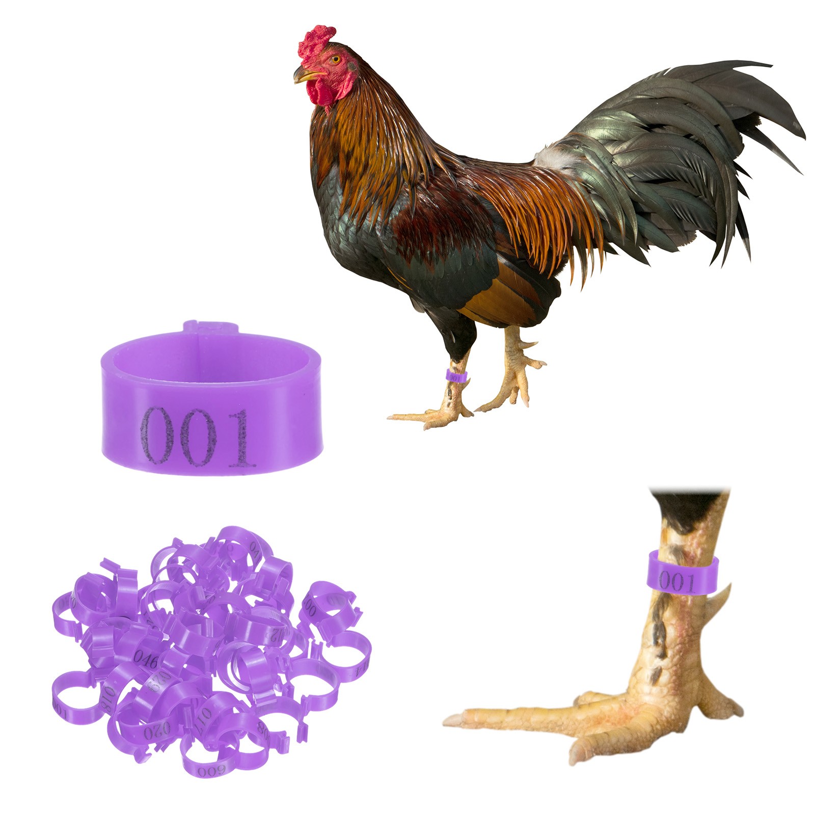 50-Pack Chickens Leg Bands, 20 mm Plastic Chicken Leg Rings [Purple]
