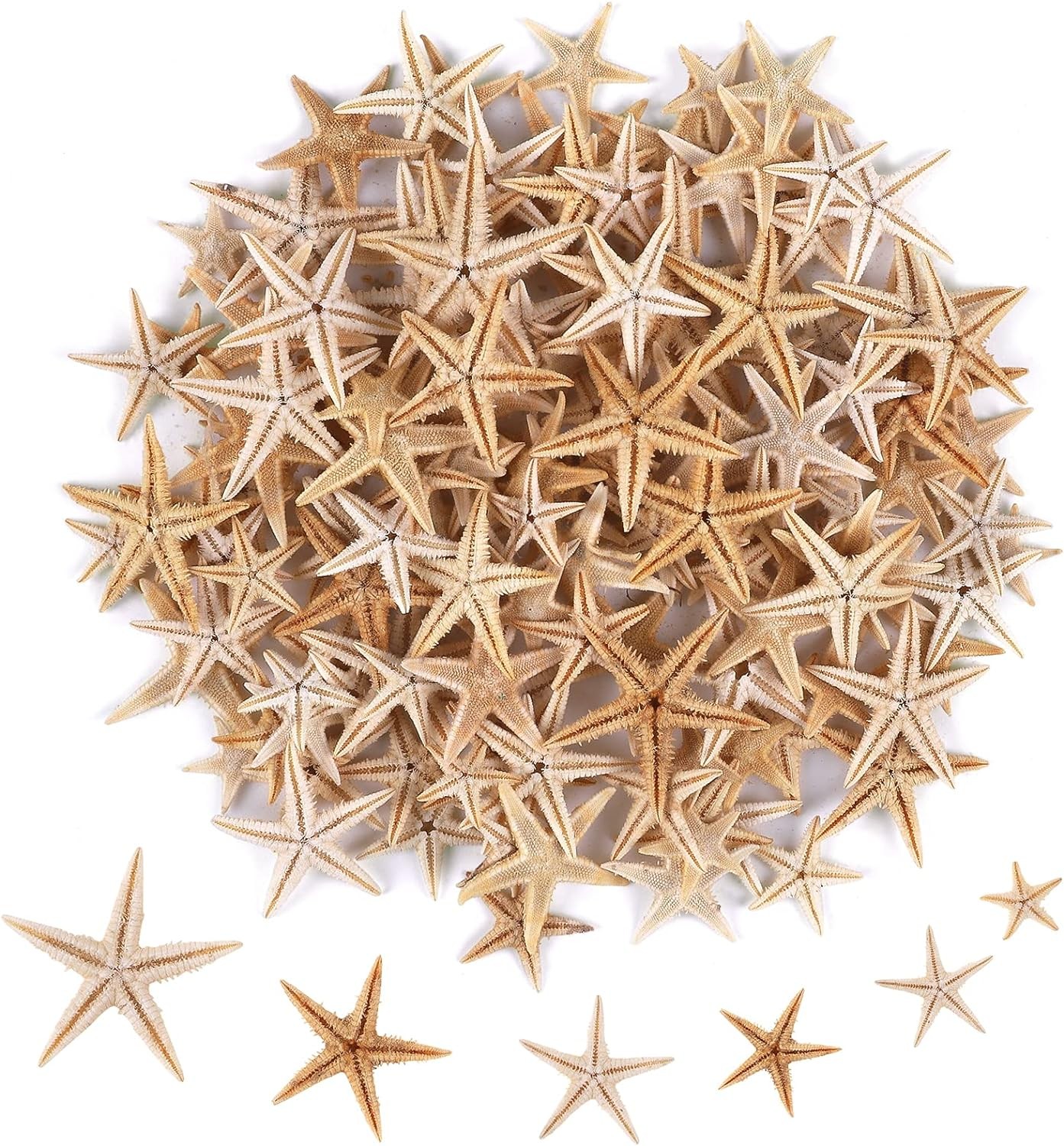 100 Pcs Small Starfish Star Sea Shell Beach for (0.4"-1")100