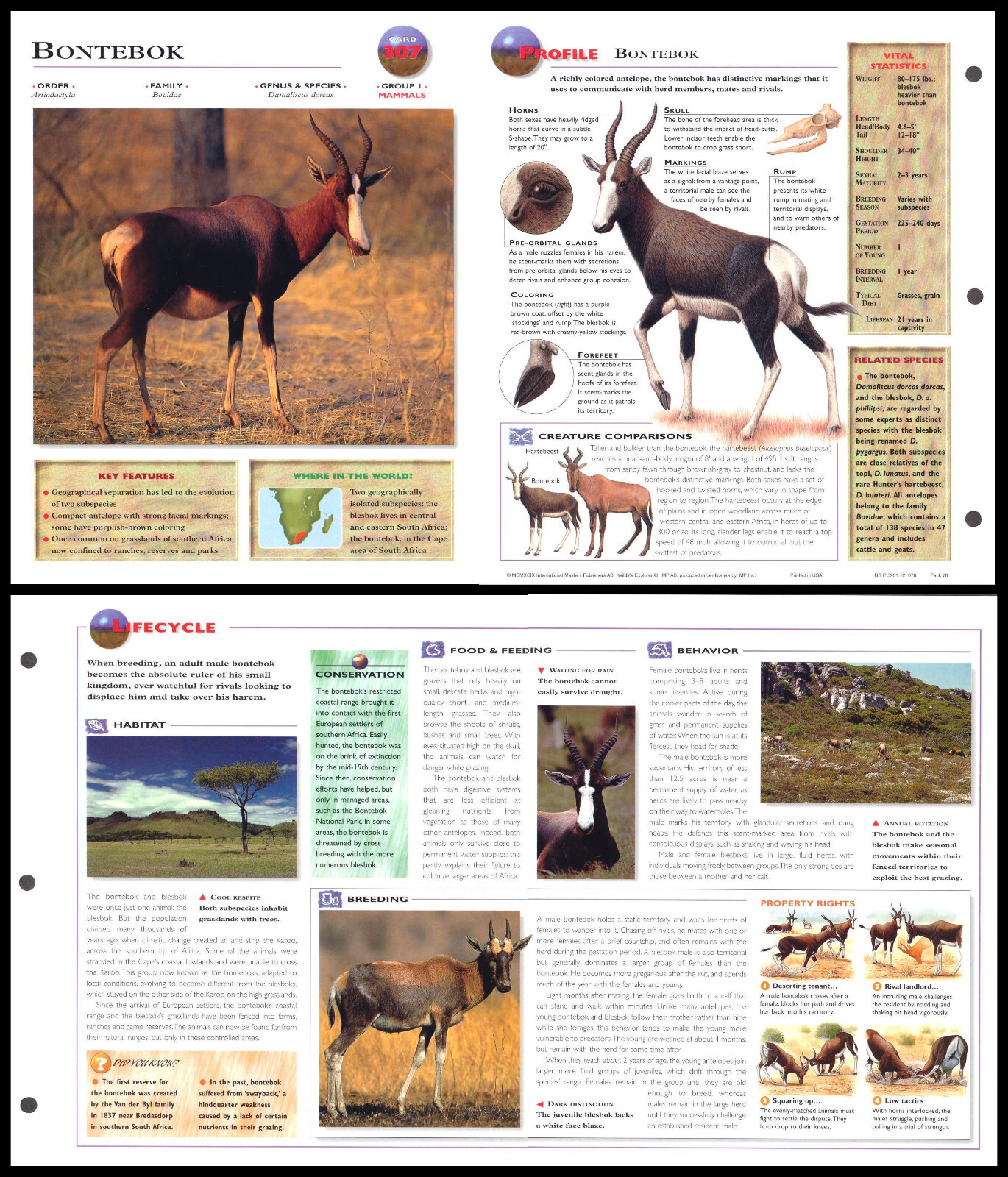 Fold-Out Sheet - Bontebok - 307