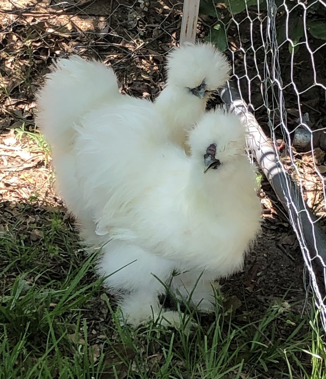 Silkie Hatching Eggs 12+ Hen’s Choice, Blk,Wht, partridge/showgirl/satin/frizzle