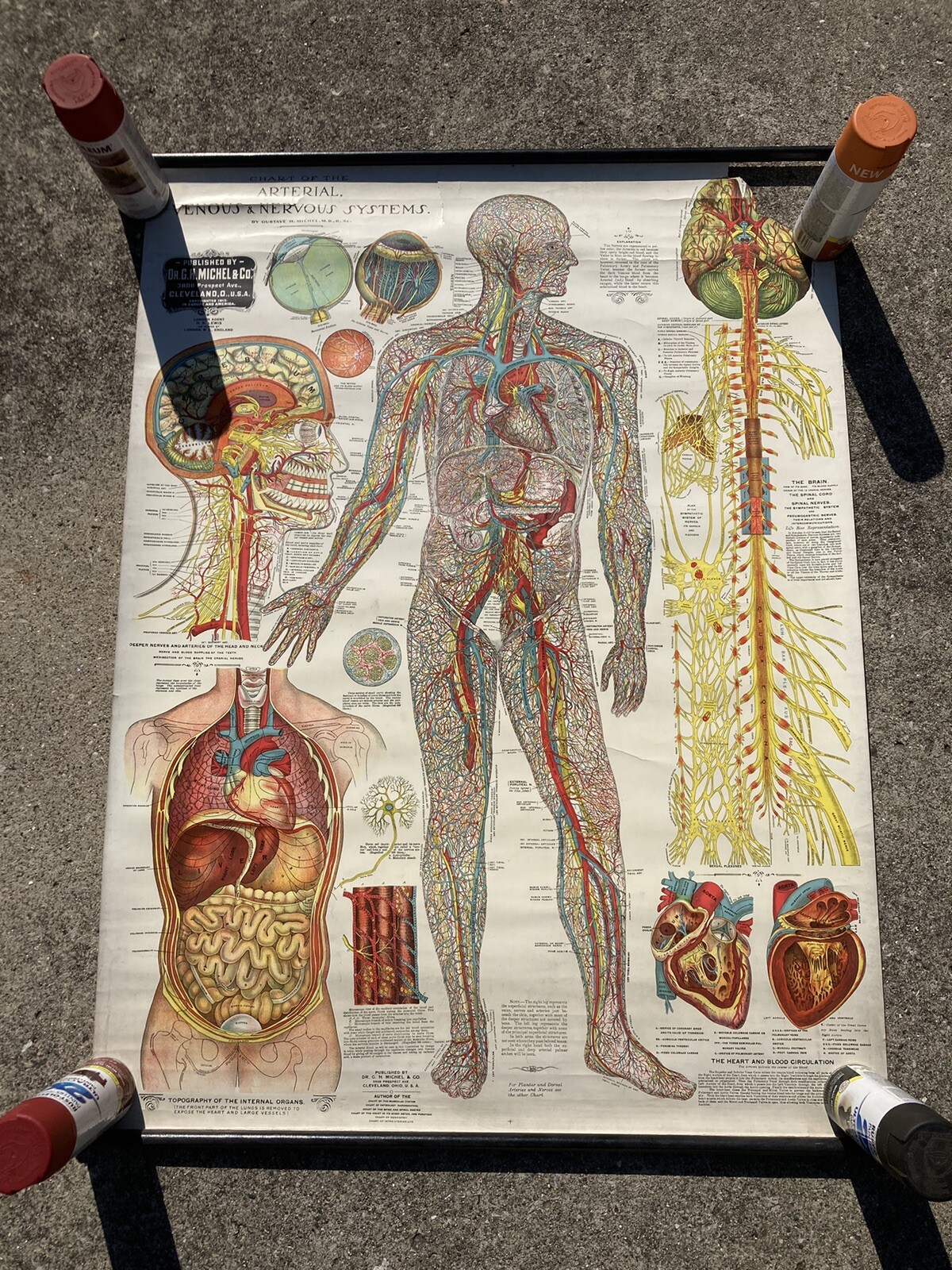 Vintage FUNERAL EMBALMING Dr G H Michel Arterial Venous & Nervous Systems Chart