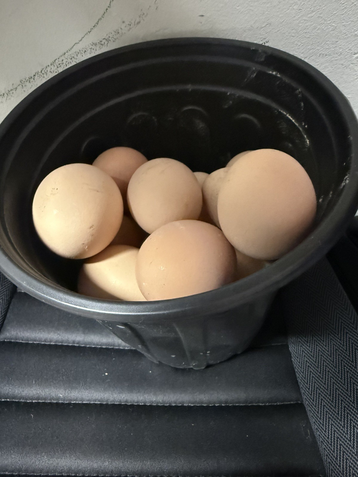 (12) Black Australorp Fertile Hatching Eggs