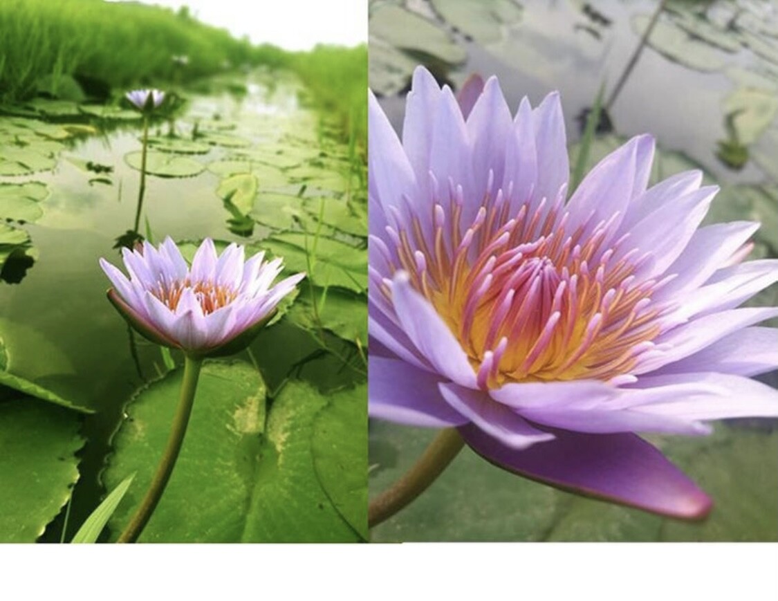 Dried Blue Lotus Herbal tea - 100g - Nymphaea Caerulea- 100% all natural.