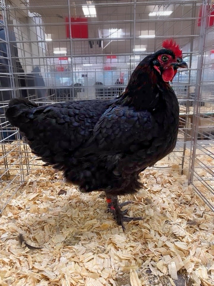*Black Copper Marans Hatching Eggs Npip Clean From Show Lines
