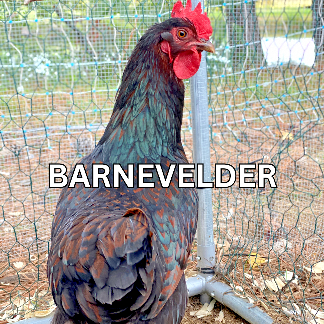 10 Custom Select Chicken Hatching Eggs - You Choose - See Description for Breeds