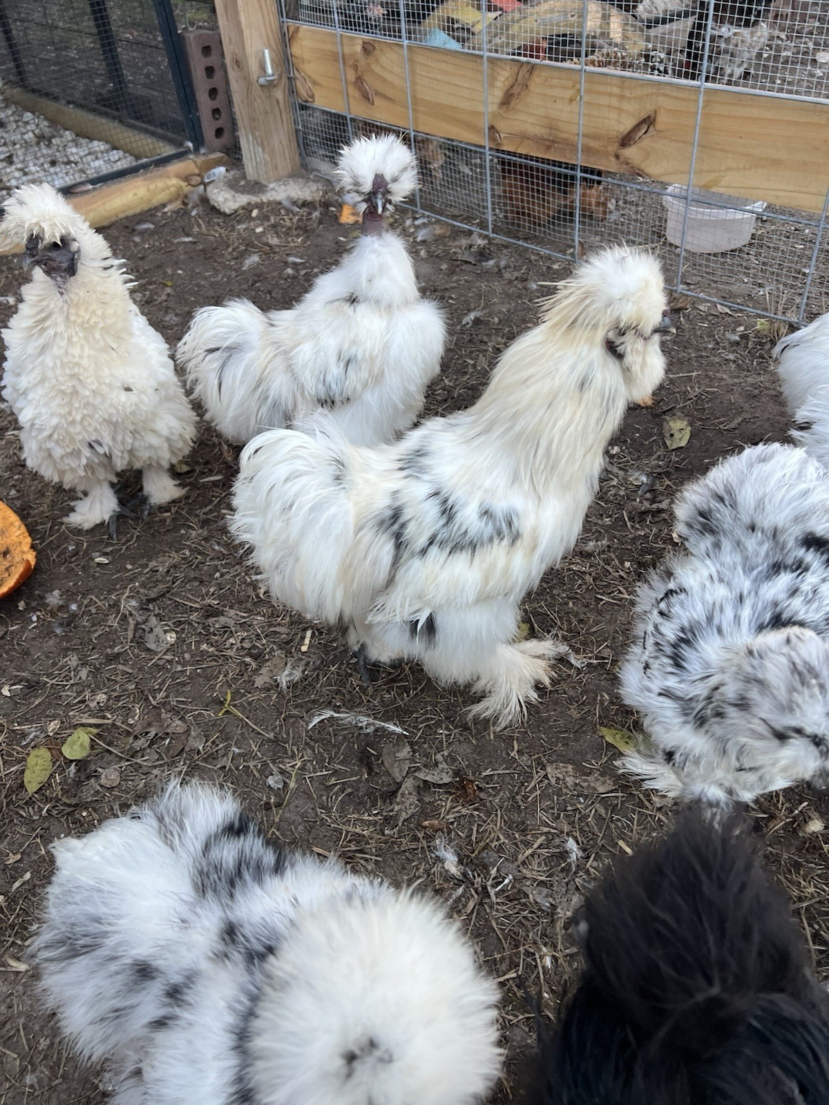 6+ Bearded Paint Silkie Hatching Eggs NPIP Certified Flock