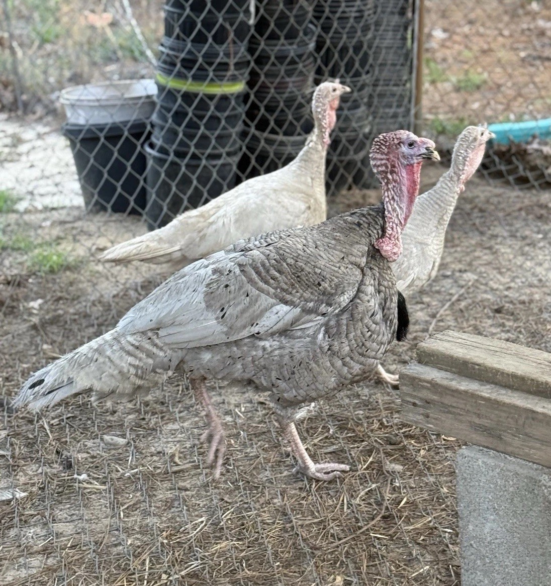 6 + 1 Heritage Blue Slate Turkey Hatching Eggs