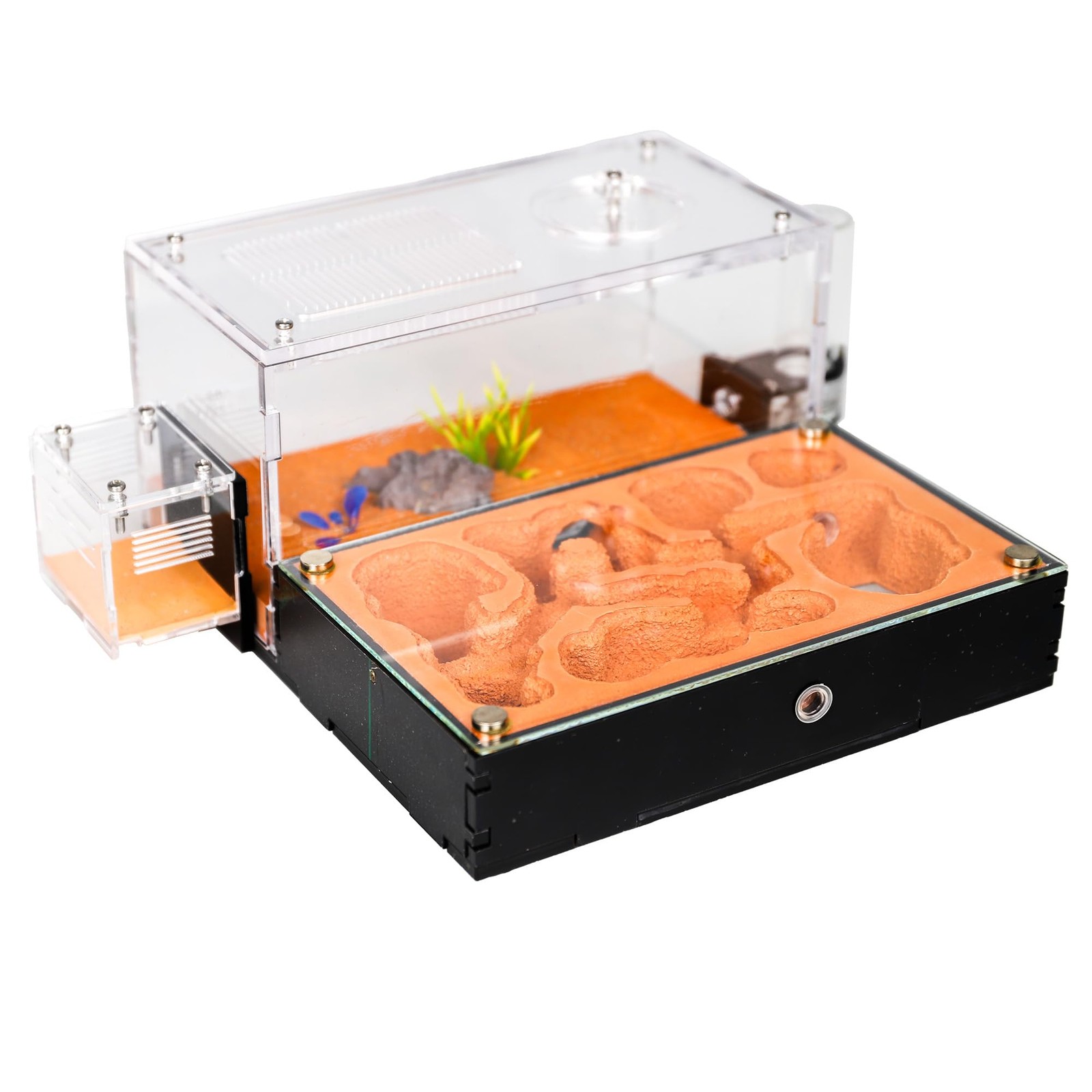 Rimsunta Ant Nest Formicarium Live Ants And Queen Extra-Large Clear Habitat