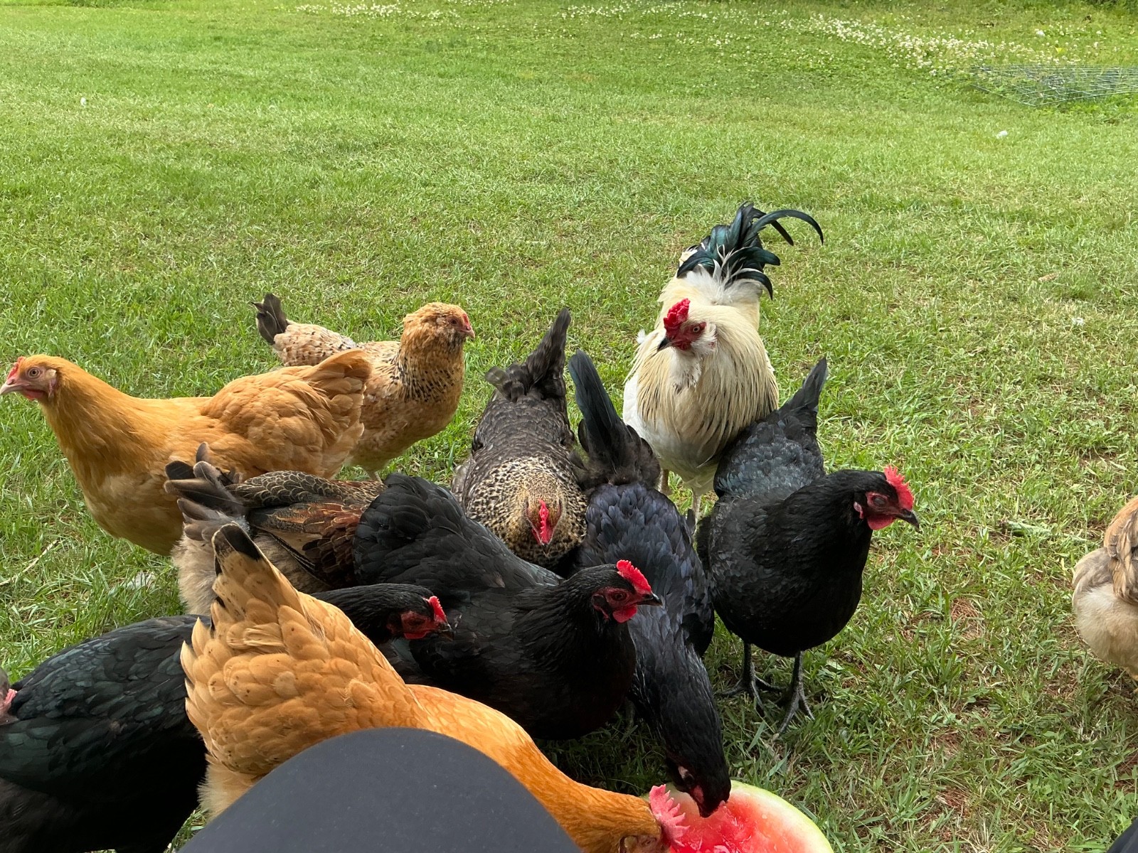 Chicken Hatching Eggs, (20) , Mixed Barnyard Flock, Wyandotte, Easter E etc.