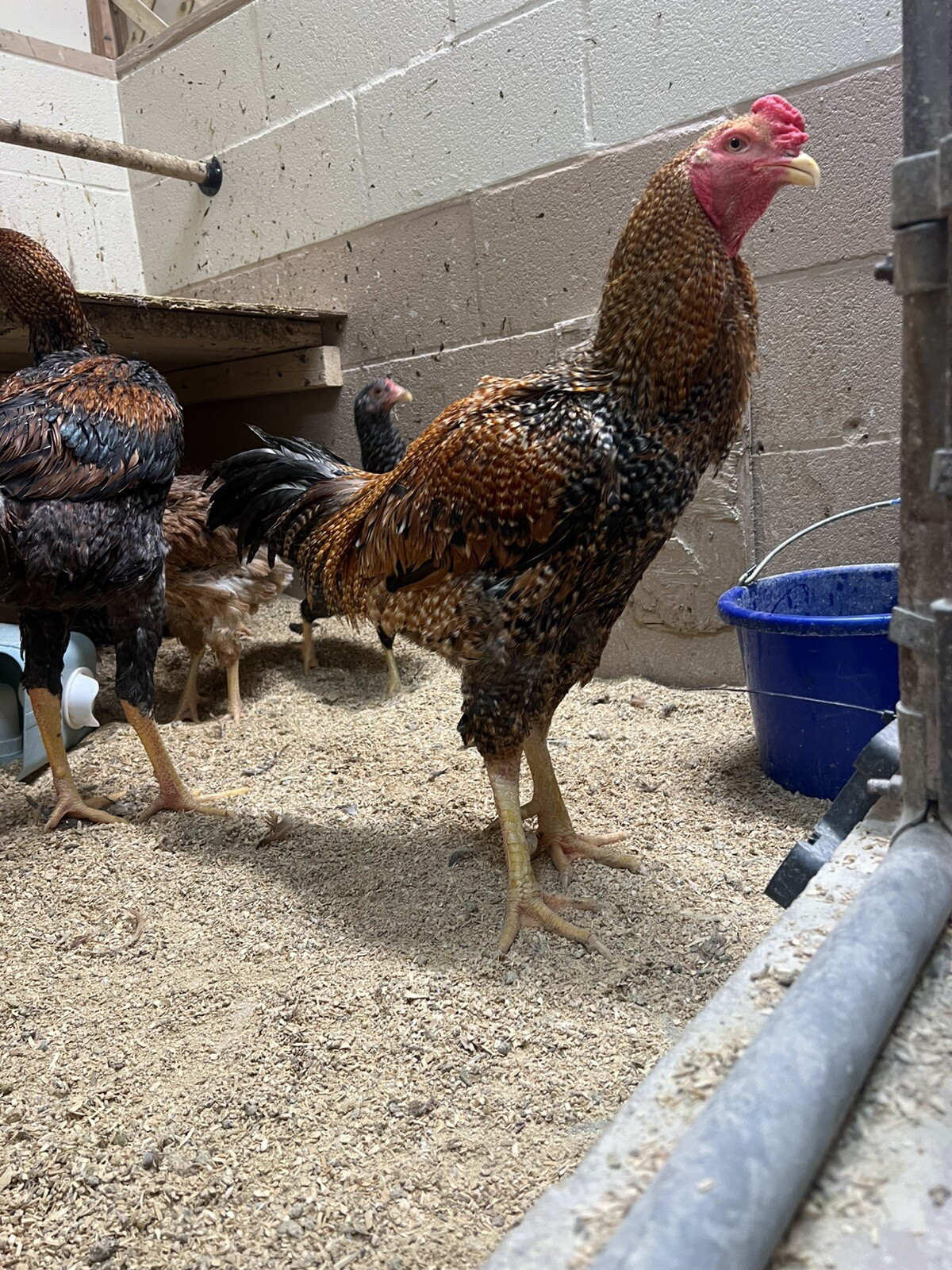 Indio Gigante 1 Dozen Hatching Eggs See Description For Shipping Timeframe