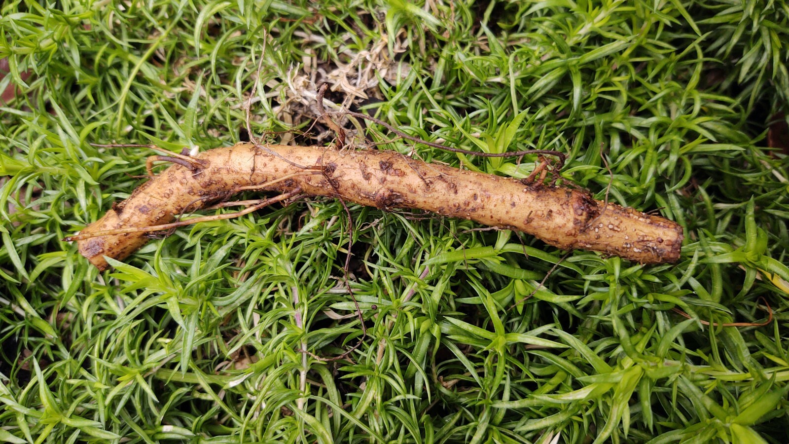 Hop rhizomes (Cascade,Chinook,Mt Hood,Willamette)