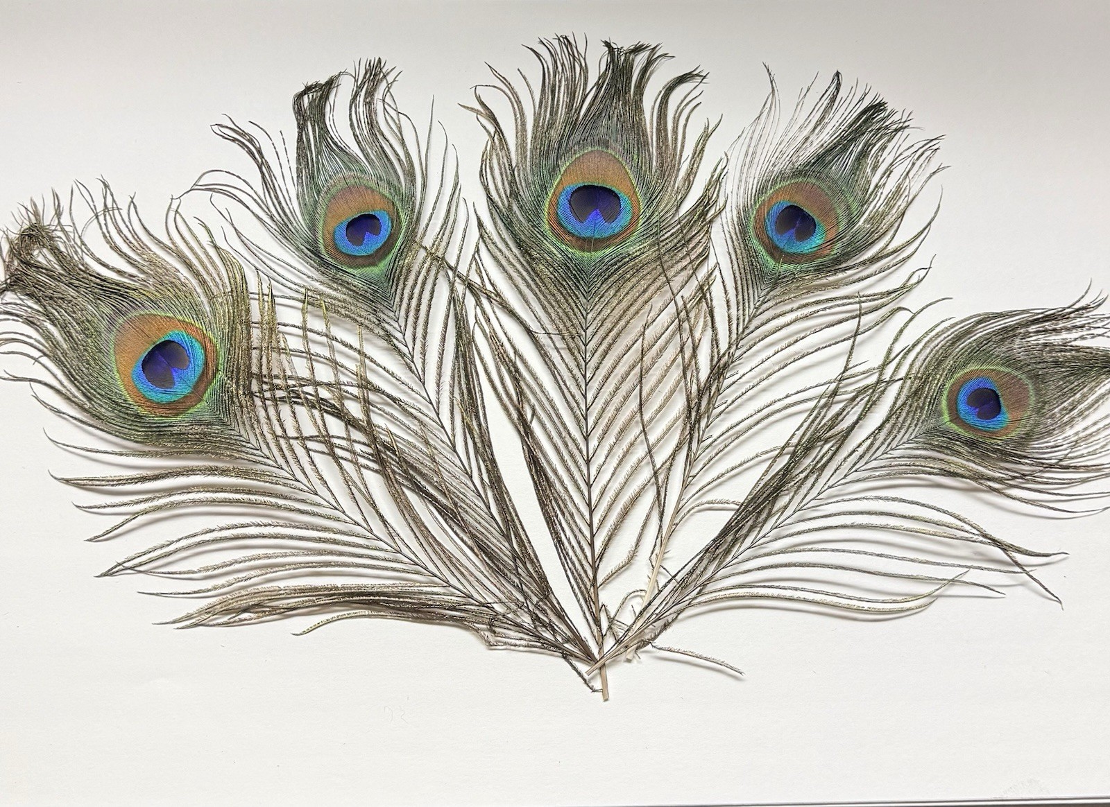 10 inch, Long Natural Peacock, Eyes Feather Fly, Tying Grade ￼ 1 feather pack