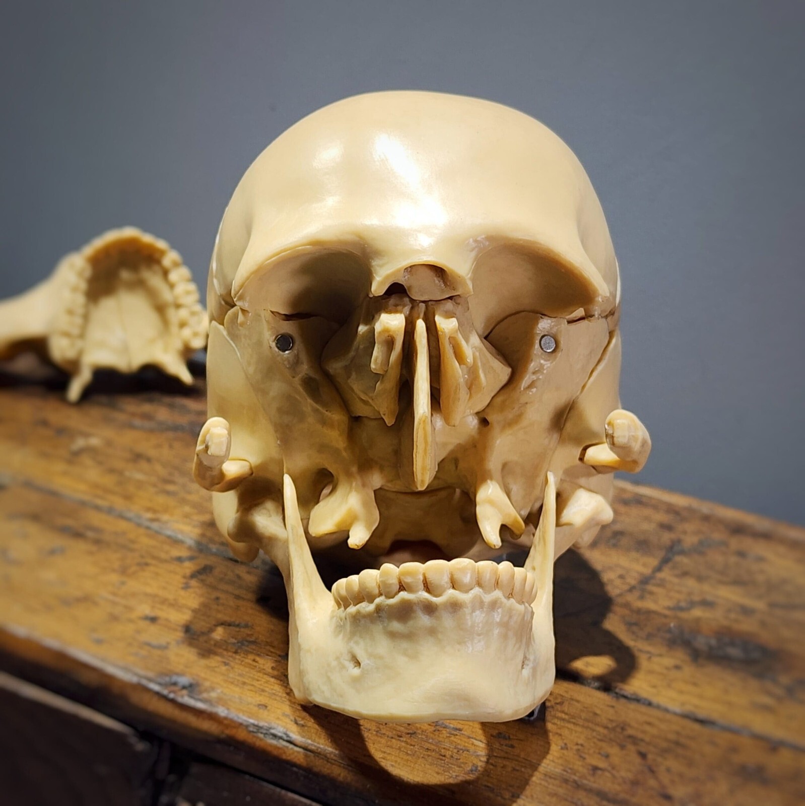 Exploded Skull, 15 Piece Mini Human Skull Medical Model, 5.75 Inch