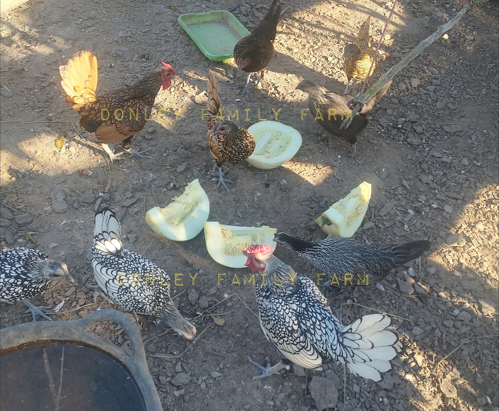 12 Assorted Silver & Gold Sebright, Sebright /Old English Mix Hatching Eggs