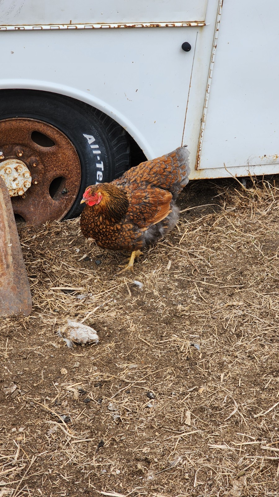 12+ Barnyard Mix Fresh Fertile Hatching Eggs FREE RANGE