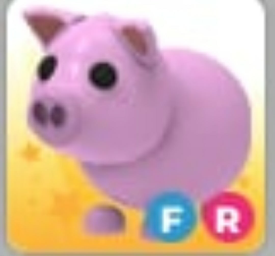 Pig | NFR | MFR | Adopt Now