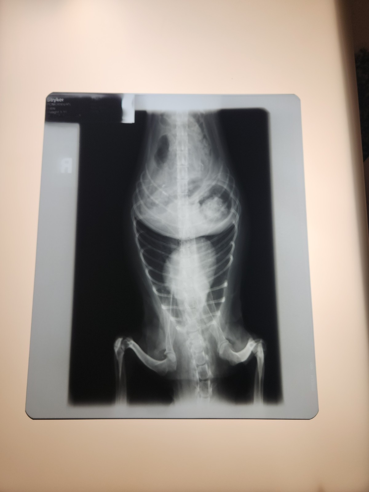 Animal X-Ray Film Negative Print – Canine Dog 12” x 10" XRay Medical Bones D20