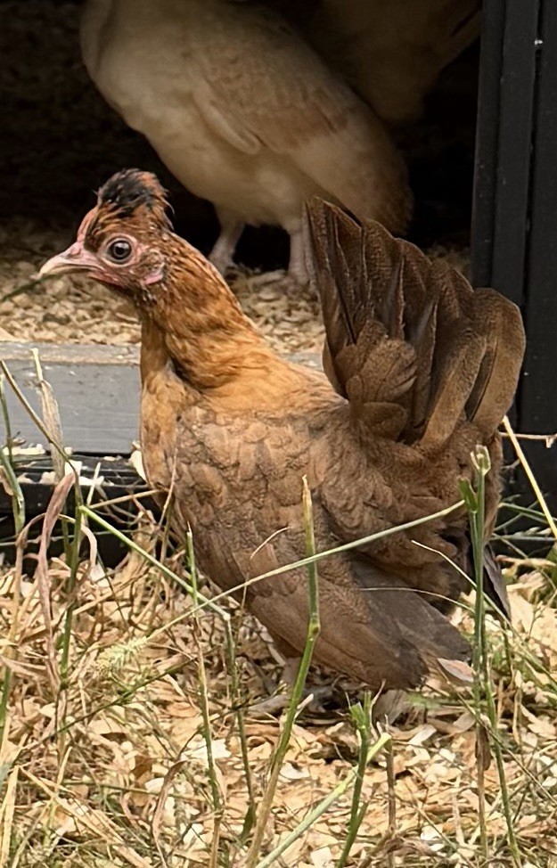 6 Kikiriki Hatching Eggs 🐣 Tiny Chickens From Puerto Rico