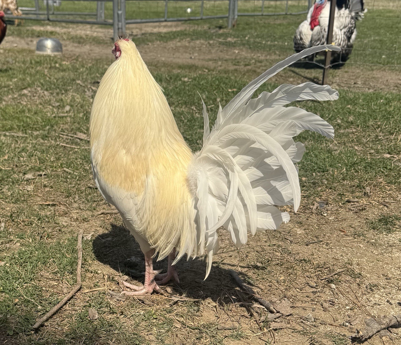 chicken hatching egg