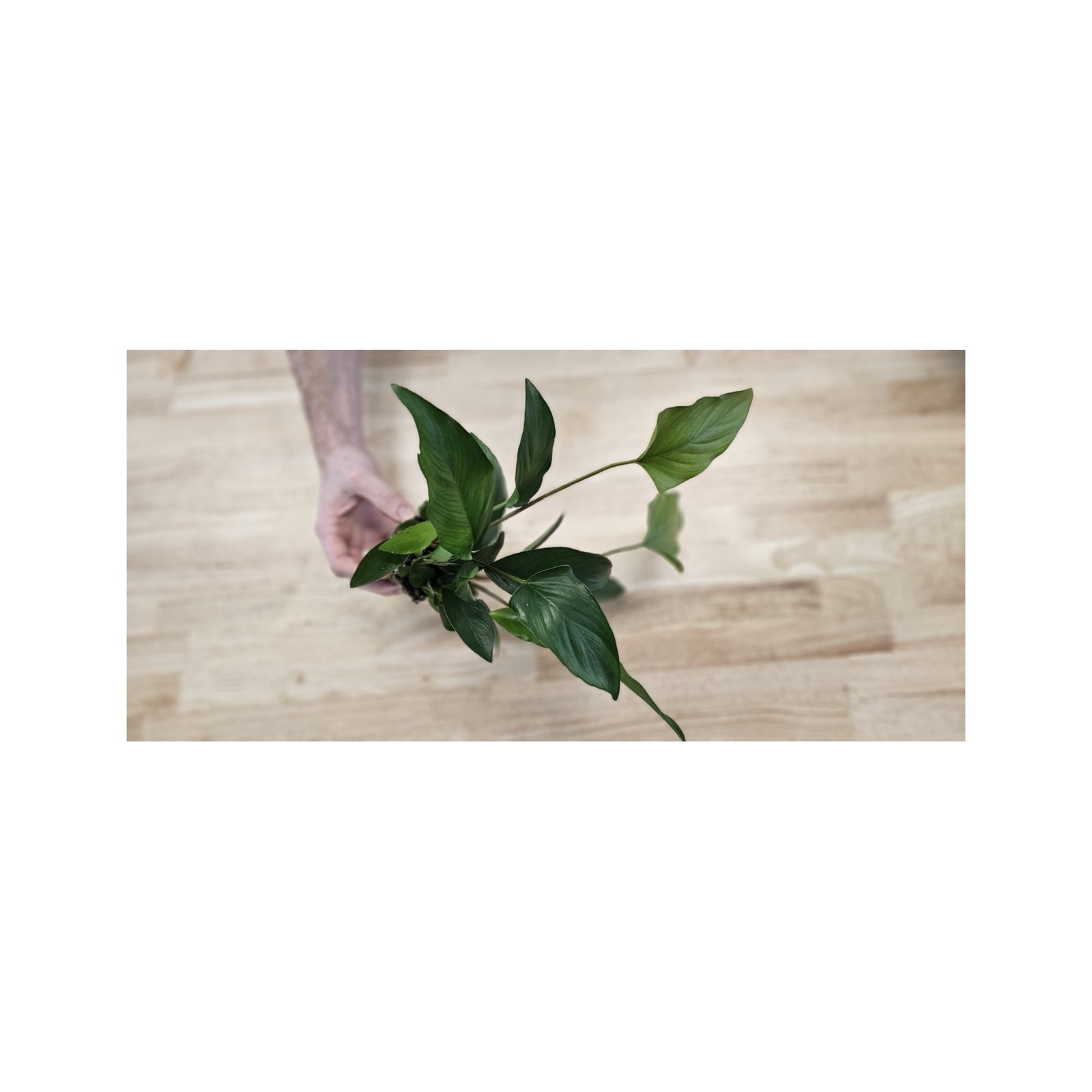 Anubias Starter Bundle (3-Pack) – Medium to Large Live Aquarium Plants
