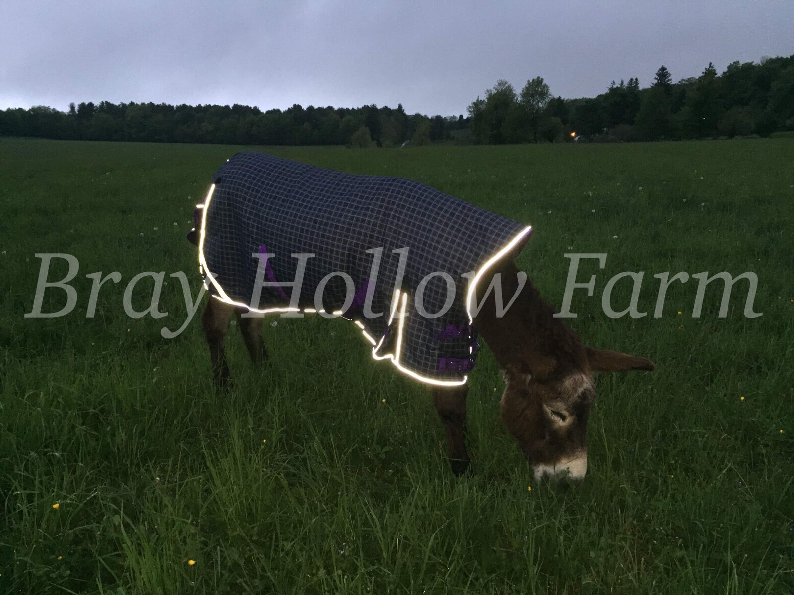Donkey Longear Winter Turnout Blanket - mini donkey