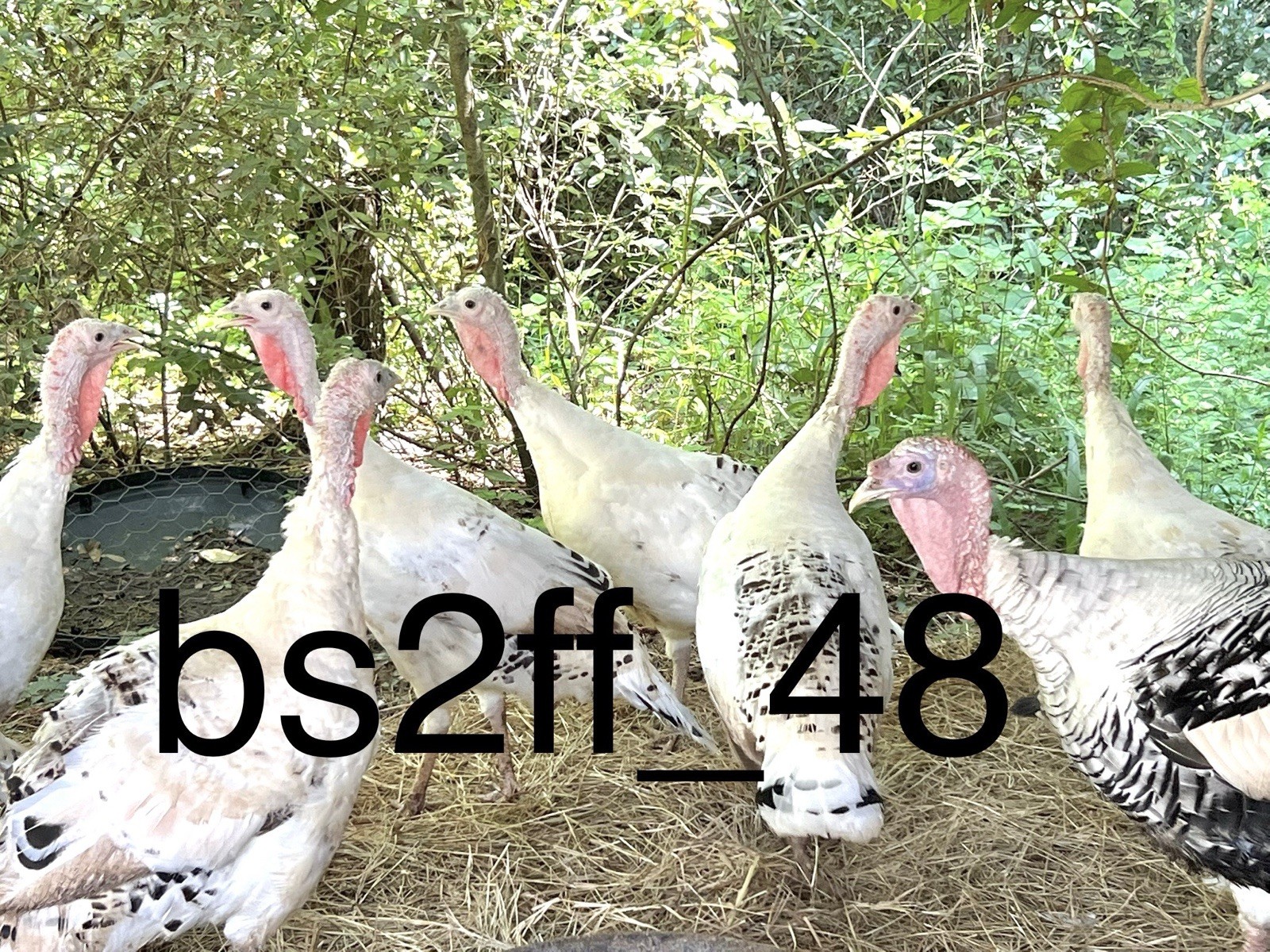 3 Royal Palm Turkey Hatching Eggs