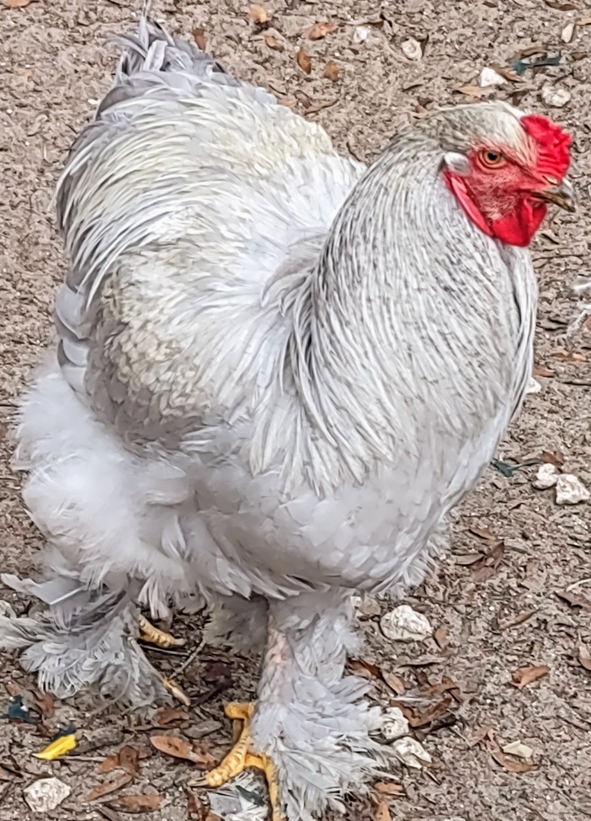 5+1  Breeder Quality Lavender Brahma Hatching Eggs.