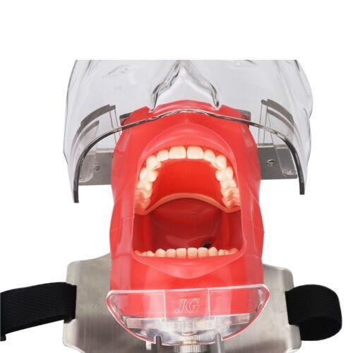 Dental Teaching Head Mold Oral Simulation Simple Head Mold Student Practice Head