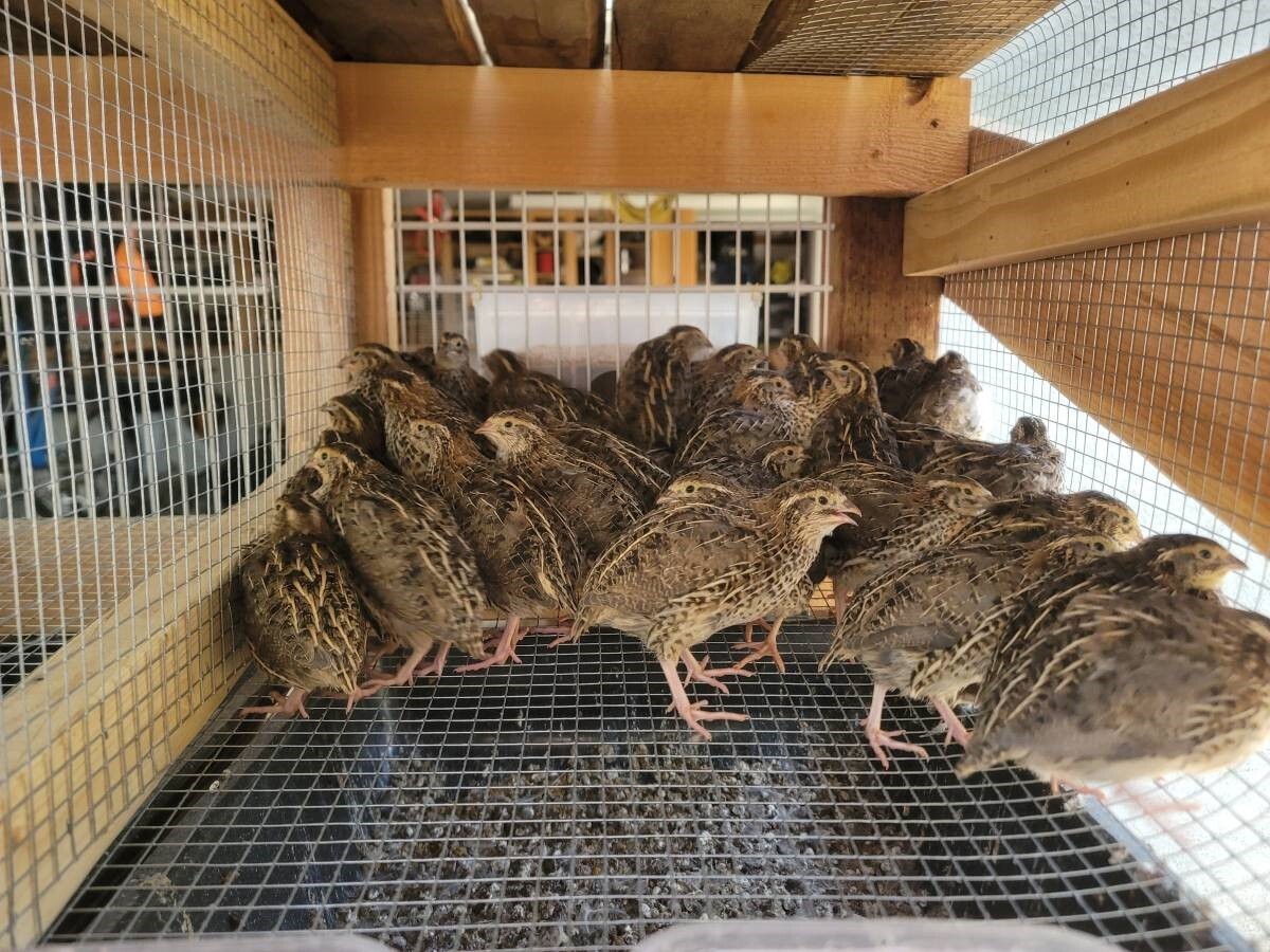 24 Fertile Coturnix Quail Hatching Eggs