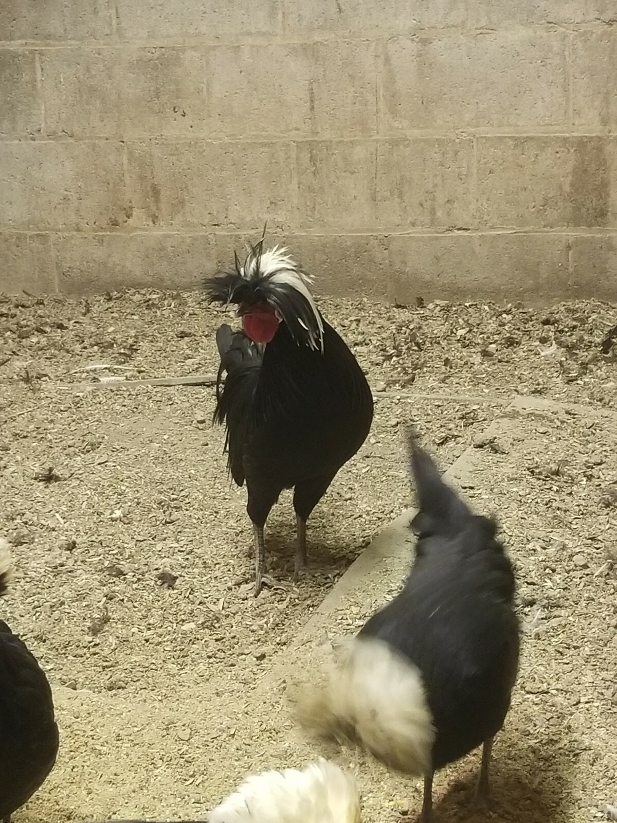 DOZEN White Crested Black Polish Hatching Eggs - Chicken