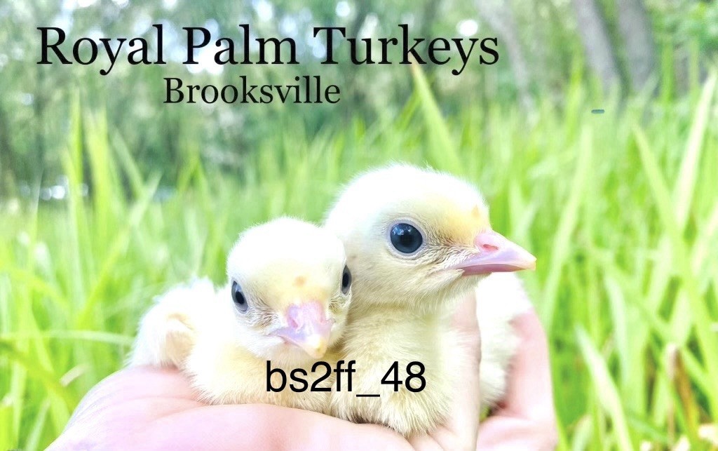 3 Royal Palm Turkey Hatching Eggs