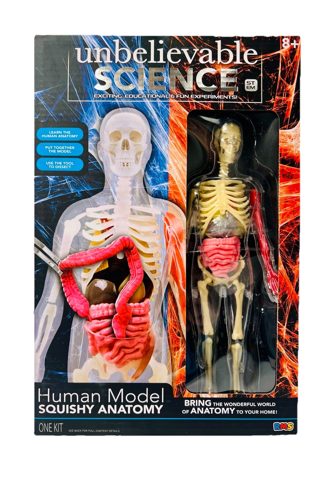 Human Anatomy Model Science