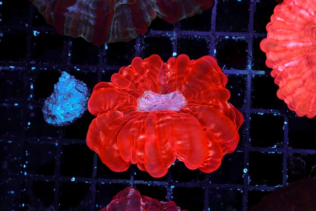 Bright Red Cynarina WYSIWYG - SAQ Coral Farm
