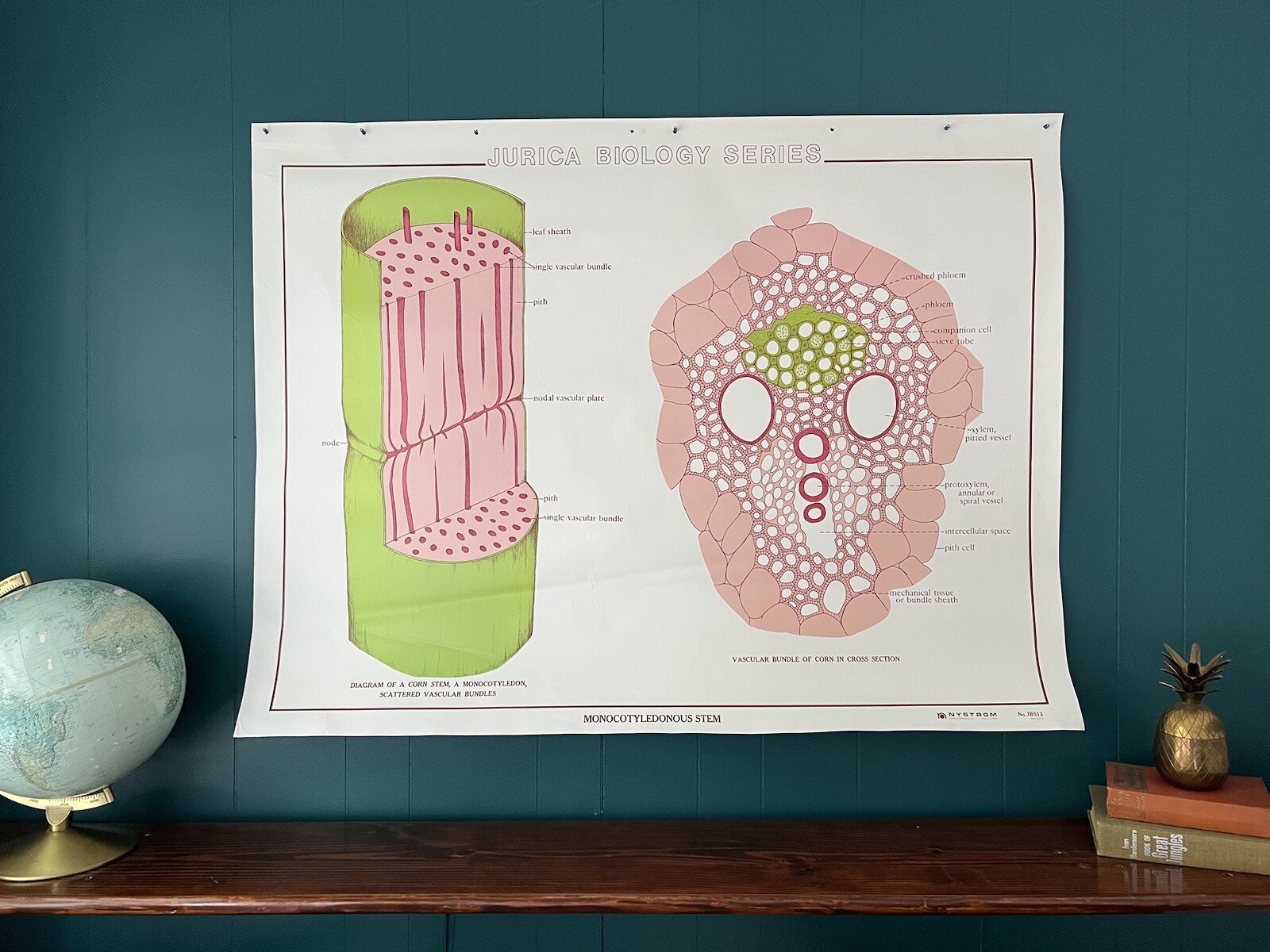 Vintage Science Biology Classroom Chart Poster - Stem & Yeast, Mildew And Lichen