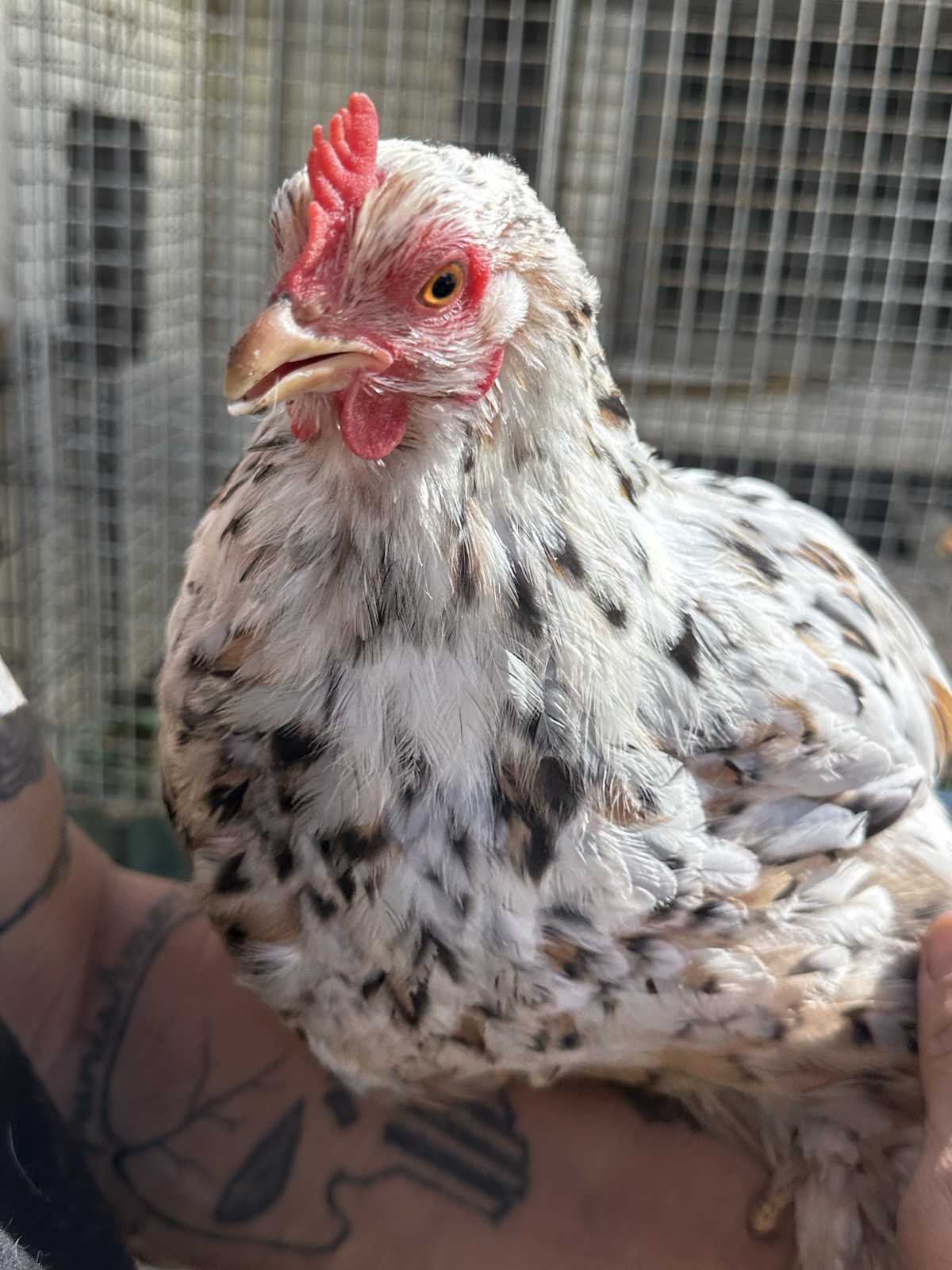 6+ Calico Cochin Bantam Hatching Eggs! 🐥