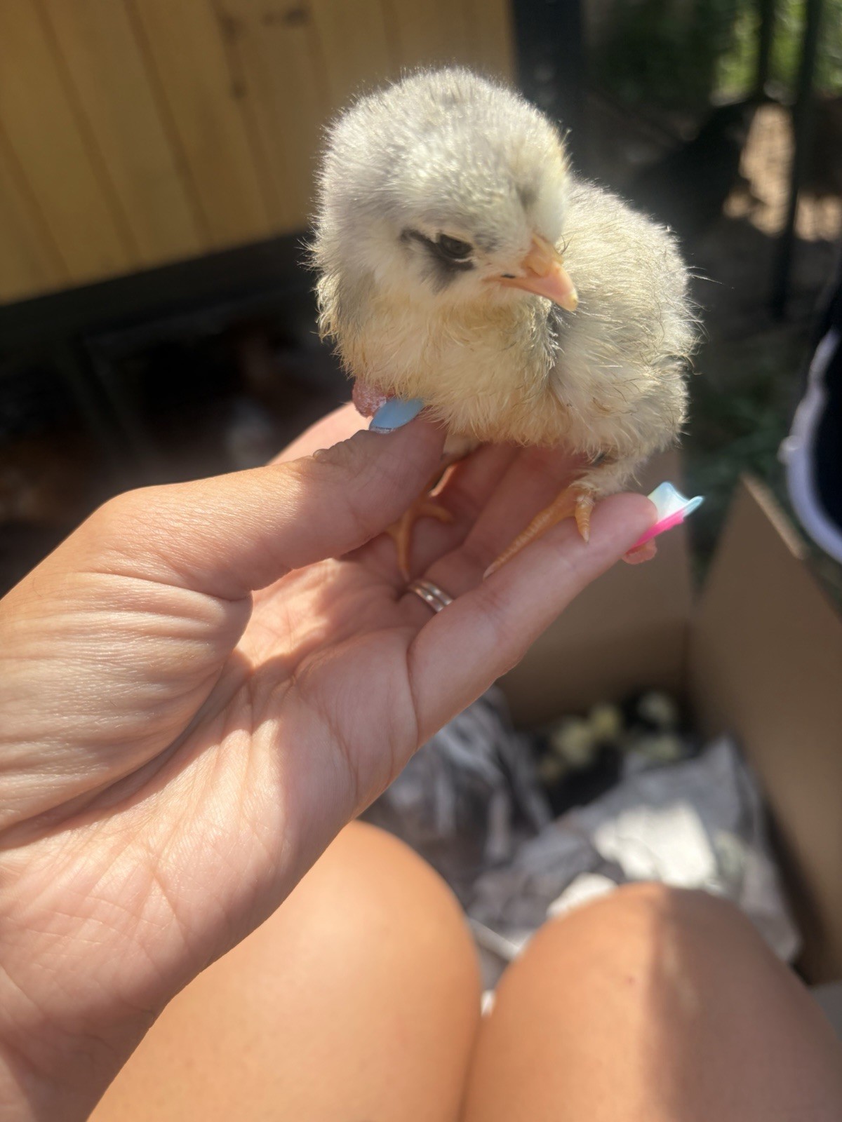 12+ Barnyard Mix Hatching Eggs