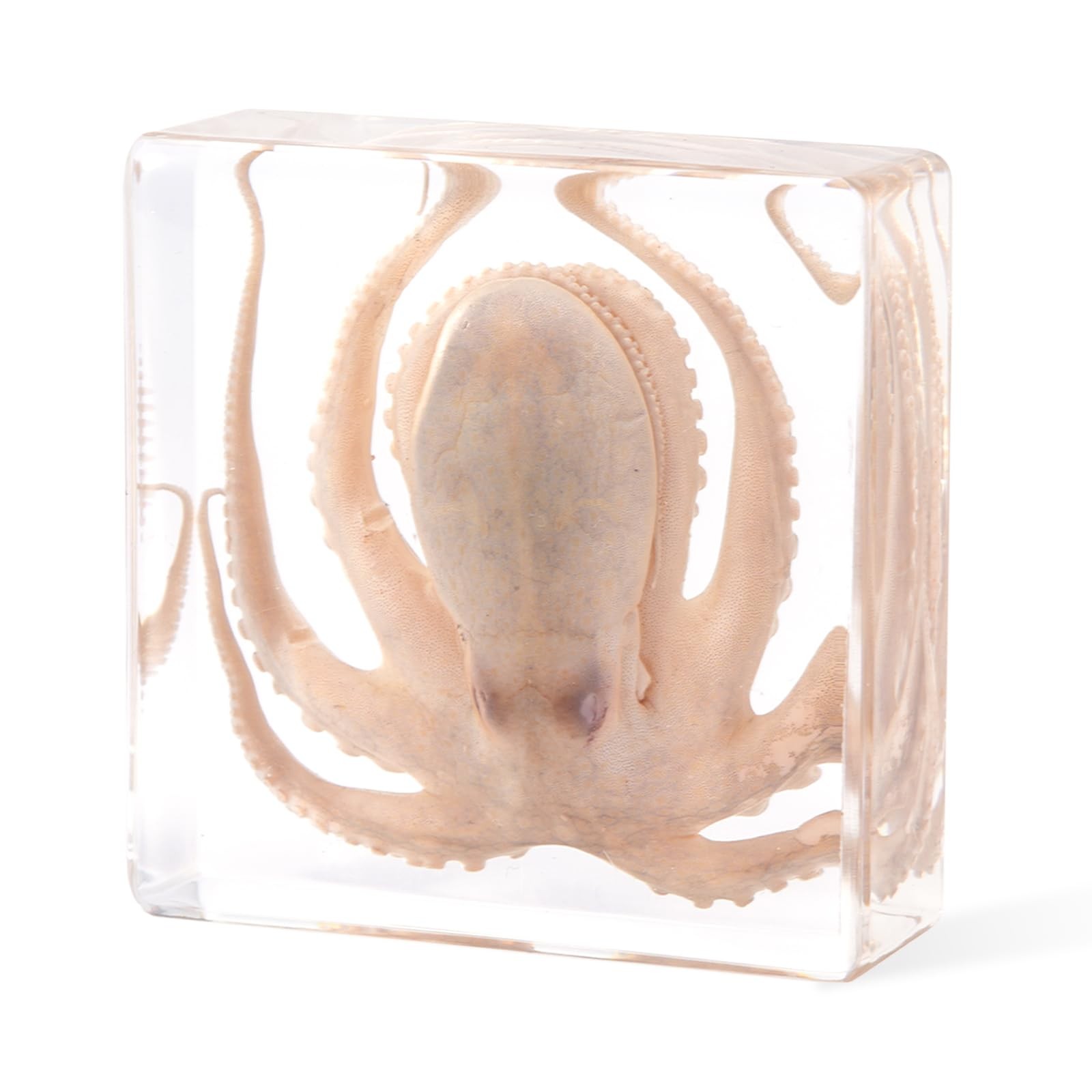 Taxidermy Octopus, Professional Octopus in Clear Resin -
