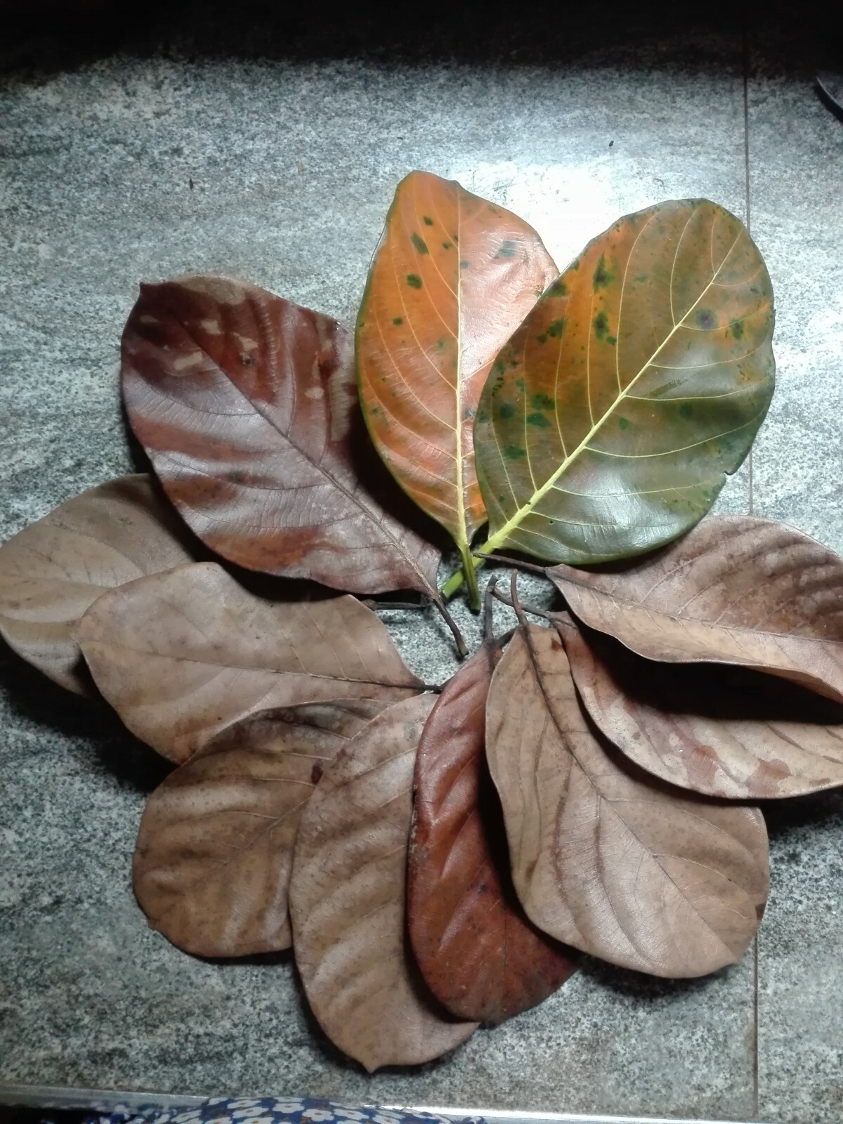 100 pcs NATURAL DRIED JACK FRUIT leaves BioFilm Shrimp Aquarium organic Ceylon