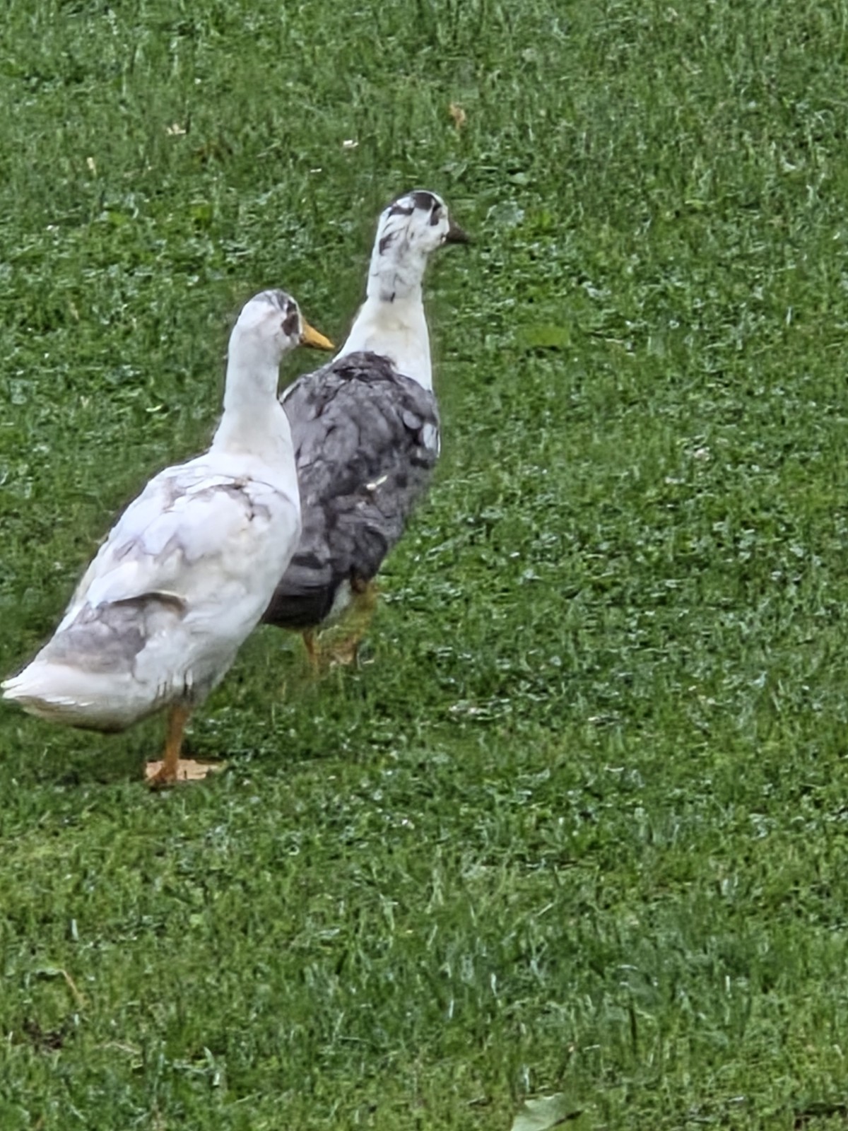 6+ Cayuga & Ancona fertilized duck eggs