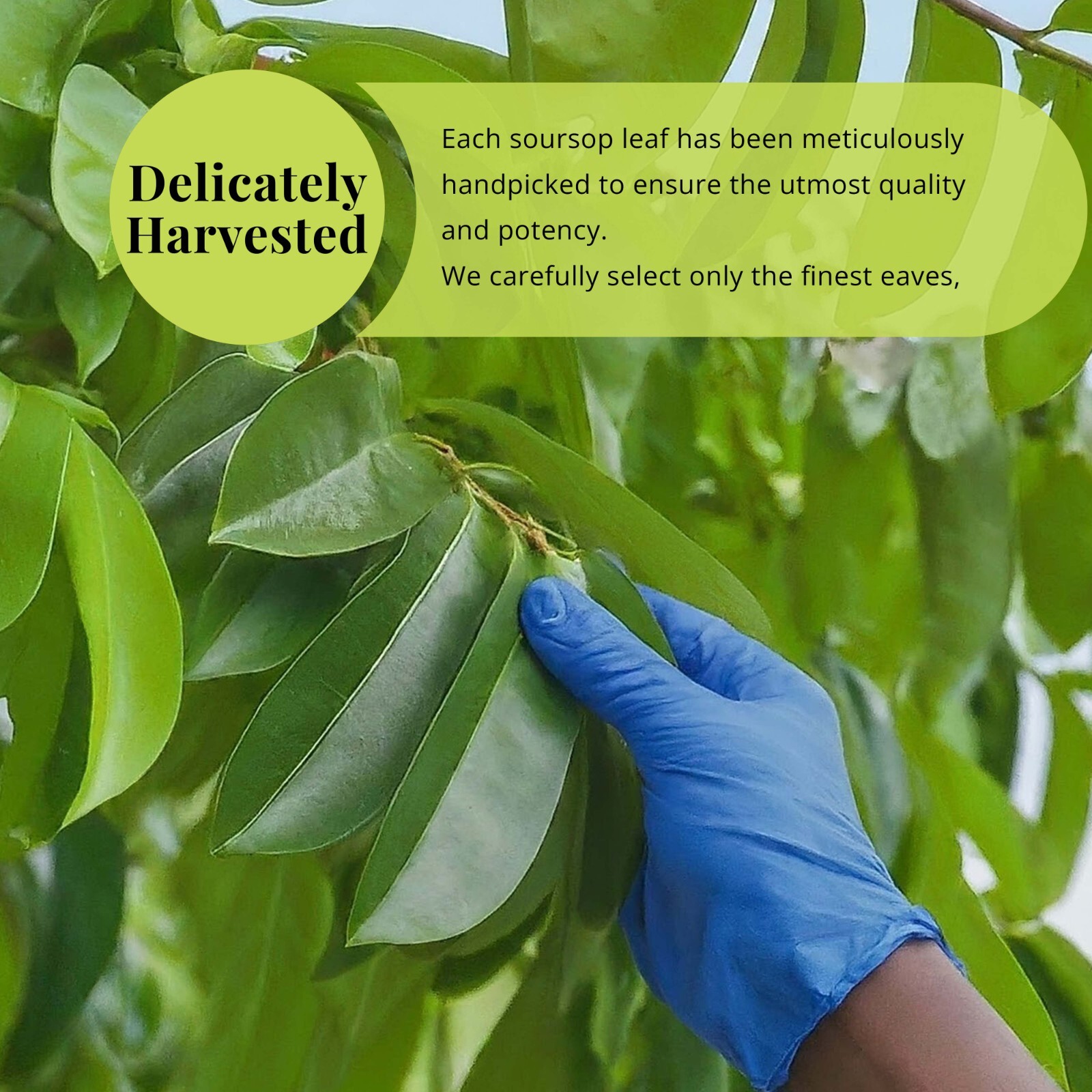 Soursop Leaves, 200+Graviola Leaves, Hojas De Guanabana Leaf, Tea,
