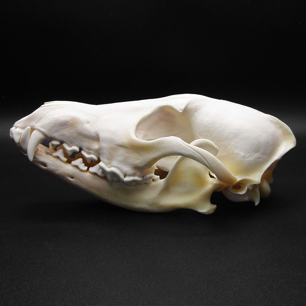 Coyote SKULL preserved taxidermy specimen