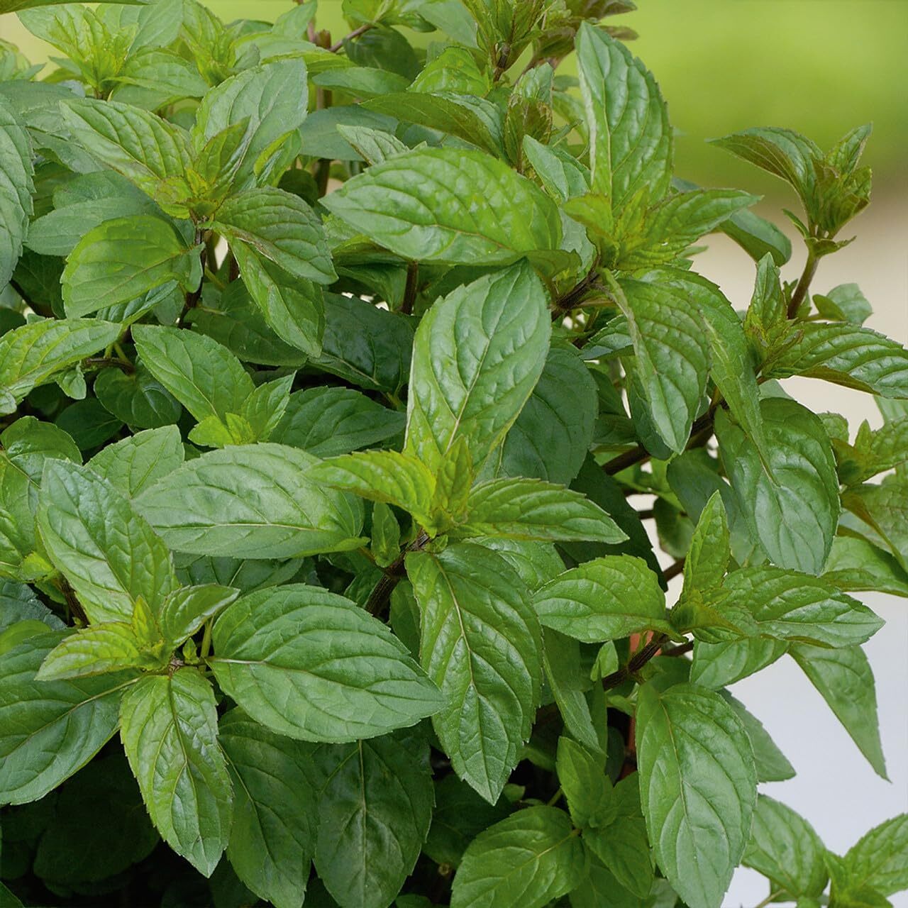Votaniki Chocolate Mint Plant - Mentha Piperita CV ‘Chocolate Mint’ Live Plant