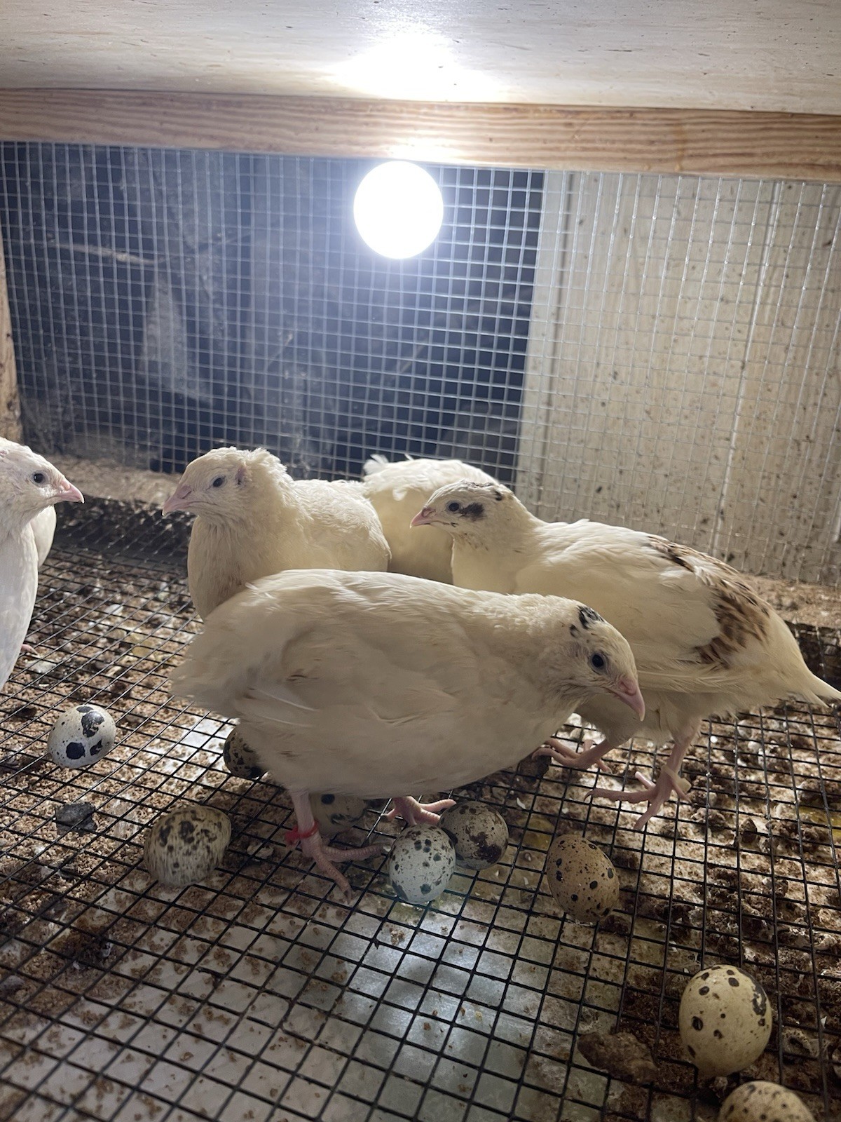 35++ Fertile Jumbo Wild White Coturnix Quail Hatching Eggs