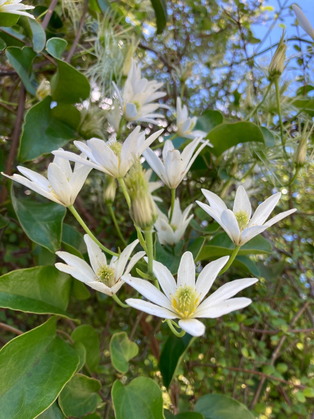 Clematis paniculata - 50 seeds - Puawhananga - germination tested