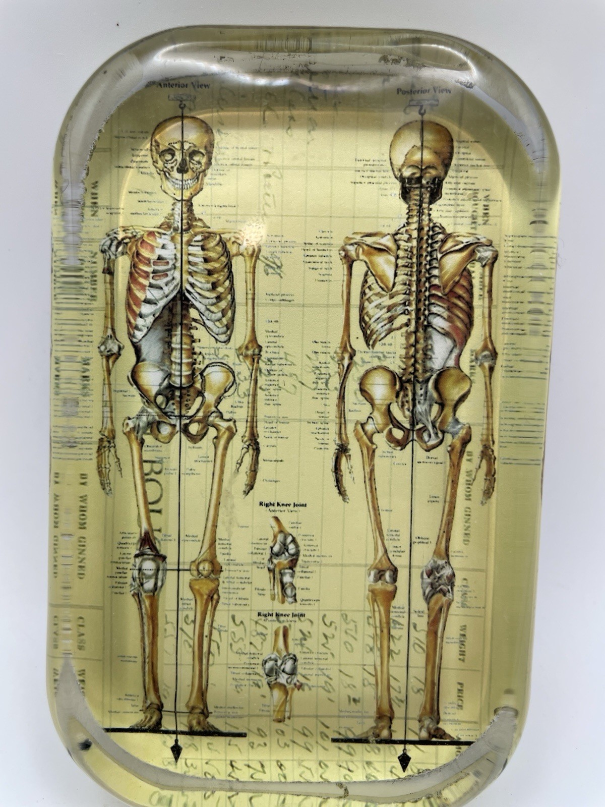 Paperweight Skeleton Human Anatomy Medical Collectible