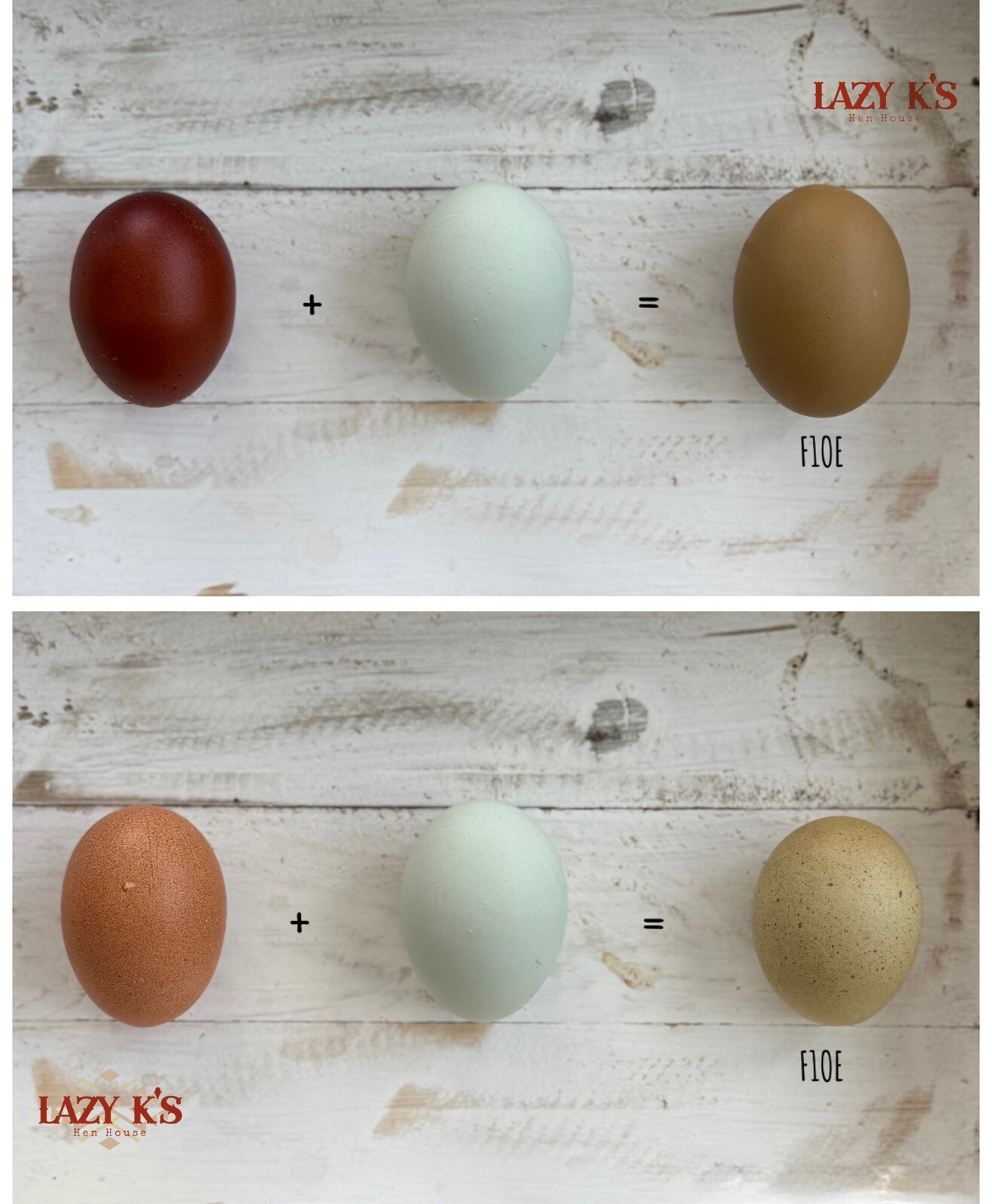 12+ Multigeneration Olive Egger Hatching Eggs Heavy Blooms/Speckles F1, BC1, BC2