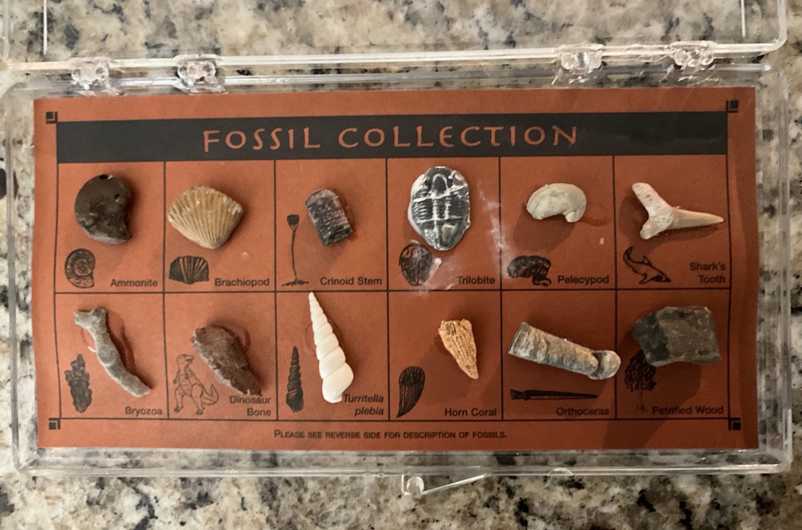 Vintage Real Fossil Collection Record Science Biology Evolution Stem Kit Each