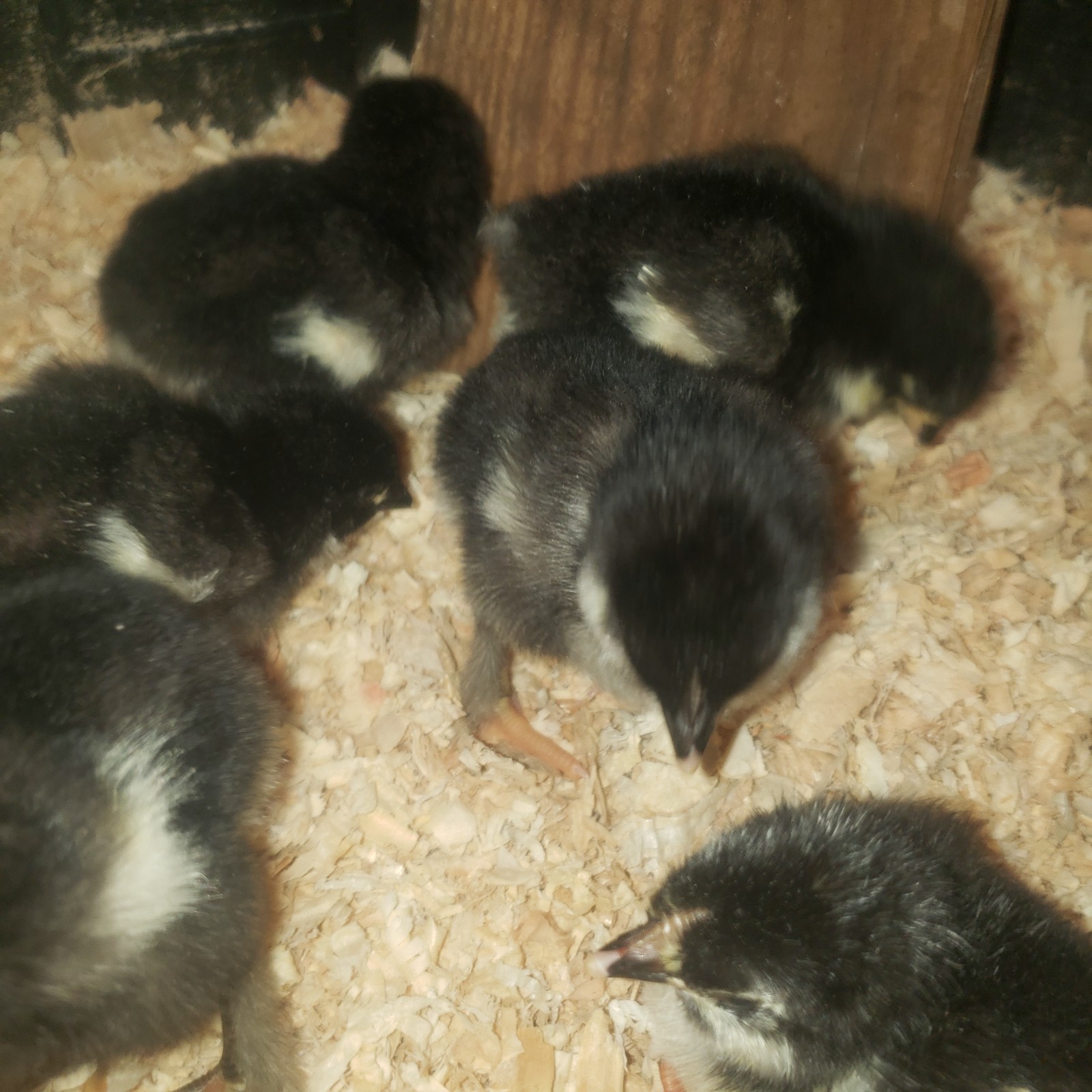 12 Rainbow Chicken Hatching Eggs Free Ranch Happy Chicken